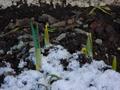 Mitte Januar ...und es spriessen die Blumen